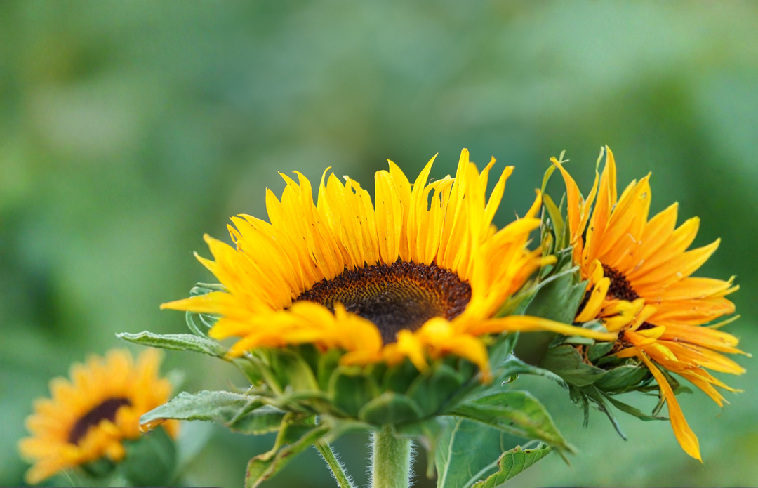 Why Sunflower Oil Is a Gentle Choice for Daily Body Care